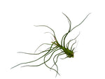 Carica l&#39;immagine nel visualizzatore Galleria, Tillandsia bulbosa
