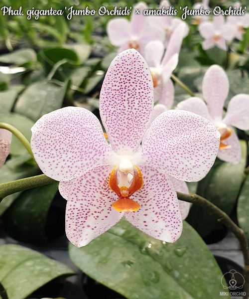 Phalaenopsis gigantea 'Jumbo Orchids' × amabilis 'Jumbo Orchids'