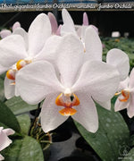 Load image into Gallery viewer, Phalaenopsis gigantea 'Jumbo Orchids' × amabilis 'Jumbo Orchids'