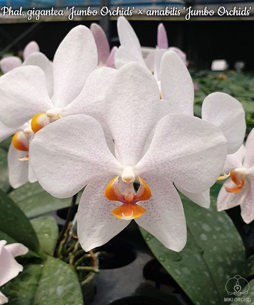 Phalaenopsis gigantea 'Jumbo Orchids' × amabilis 'Jumbo Orchids'