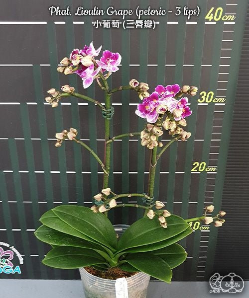 Phalaenopsis Lioulin Grape (peloric - 3 lips)