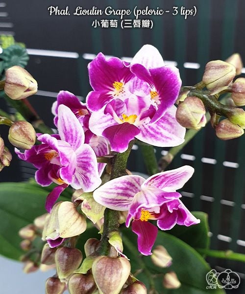 Phalaenopsis Lioulin Grape (peloric - 3 lips)