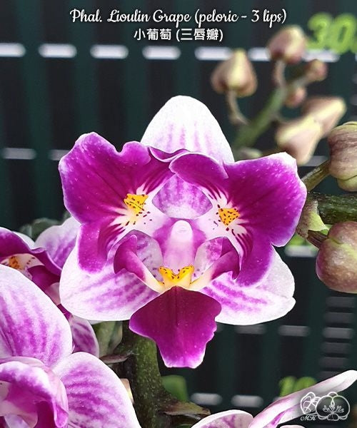 Phalaenopsis Lioulin Grape (peloric - 3 lips)