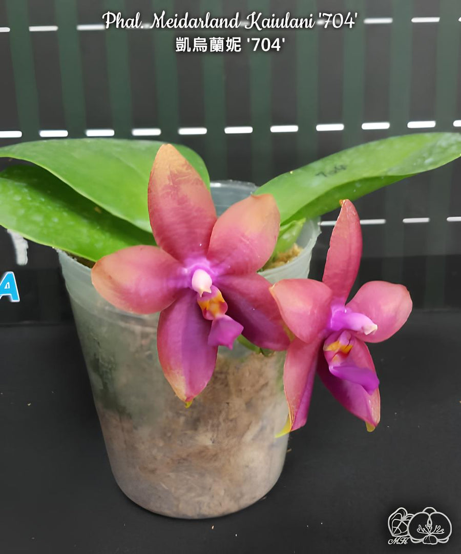 Phalaenopsis Meidarland Kaiulani '704'