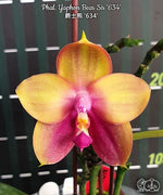Load image into Gallery viewer, Phalaenopsis Yaphon Bear Sir '634'
