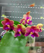 Load image into Gallery viewer, Phalaenopsis Yaphon Bear Sir '634'