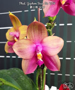 Load image into Gallery viewer, Phalaenopsis Yaphon Bear Sir '634'