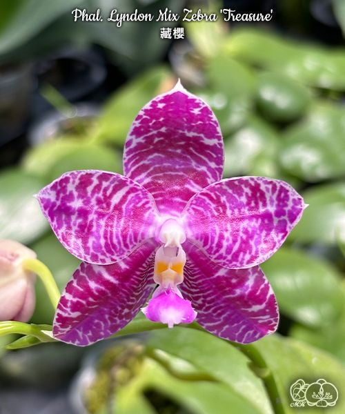 Phalaenopsis Lyndon Mix Zebra 'Treasure'