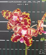 Load image into Gallery viewer, Phalaenopsis Meidarland Castle Queen 'Victory'