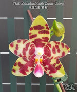 Load image into Gallery viewer, Phalaenopsis Meidarland Castle Queen 'Victory'
