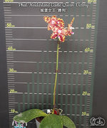 Load image into Gallery viewer, Phalaenopsis Meidarland Castle Queen 'Victory'