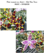 Load image into Gallery viewer, Phalaenopsis Tying Shin Fly Eagle × Phal. tetraspis 'C1'