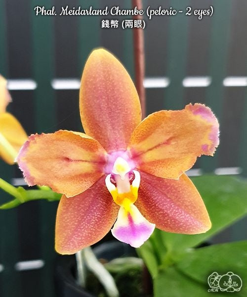 Phalaenopsis Meidarland Chambe (peloric - 2 eyes)