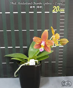 Load image into Gallery viewer, Phalaenopsis Meidarland Chambe (peloric - 2 eyes)