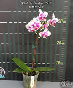 Load image into Gallery viewer, Phalaenopsis I-Hsin Agra '503'
