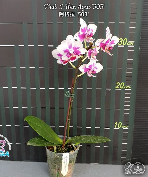 Phalaenopsis I-Hsin Agra '503'
