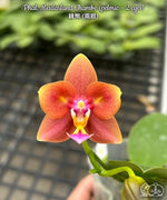 Load image into Gallery viewer, Phalaenopsis Meidarland Chambe (peloric - 2 eyes)