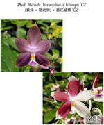 Carica l'immagine nel visualizzatore Galleria, Phalaenopsis Micaels Tourmaline x tetraspis 'C2'