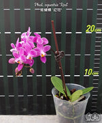 Load image into Gallery viewer, Phalaenopsis equestris 'Red'