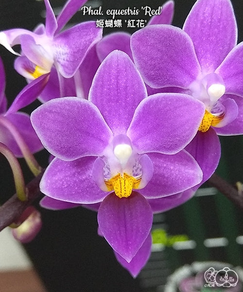 Phalaenopsis equestris 'Red'