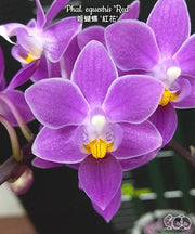 Phalaenopsis equestris 'Red'