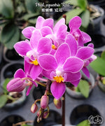 Load image into Gallery viewer, Phalaenopsis equestris 'Red'