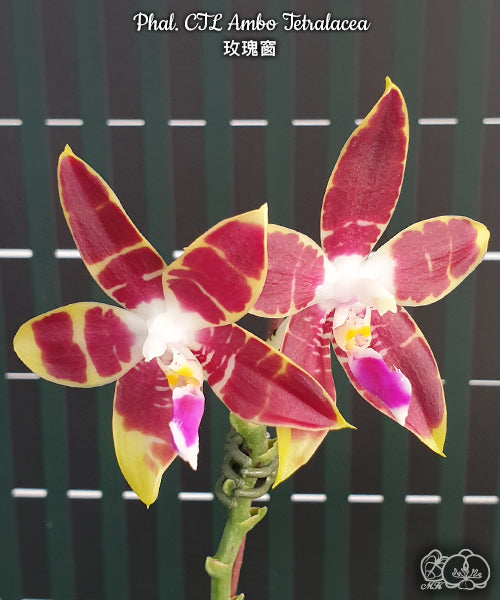 Phalaenopsis CTL Ambo Tetralacea