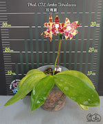 Carica l&#39;immagine nel visualizzatore Galleria, Phalaenopsis CTL Ambo Tetralacea
