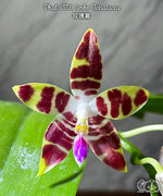 Carica l&#39;immagine nel visualizzatore Galleria, Phalaenopsis CTL Ambo Tetralacea
