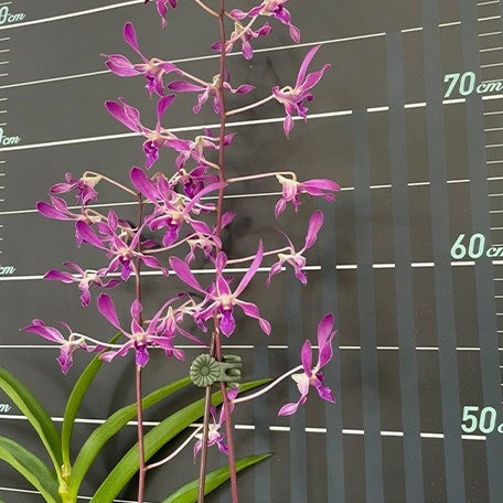 Dendrobium Panavee