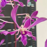 Load image into Gallery viewer, Dendrobium Panavee