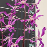 Load image into Gallery viewer, Dendrobium Panavee