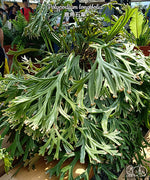 Carica l&#39;immagine nel visualizzatore Galleria, Polypodium longifolia
