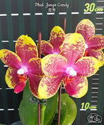 Carica l&#39;immagine nel visualizzatore Galleria, Phalaenopsis Jungo Candy
