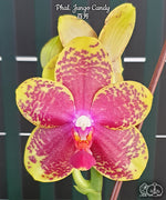 Carica l&#39;immagine nel visualizzatore Galleria, Phalaenopsis Jungo Candy
