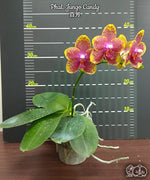 Carica l&#39;immagine nel visualizzatore Galleria, Phalaenopsis Jungo Candy

