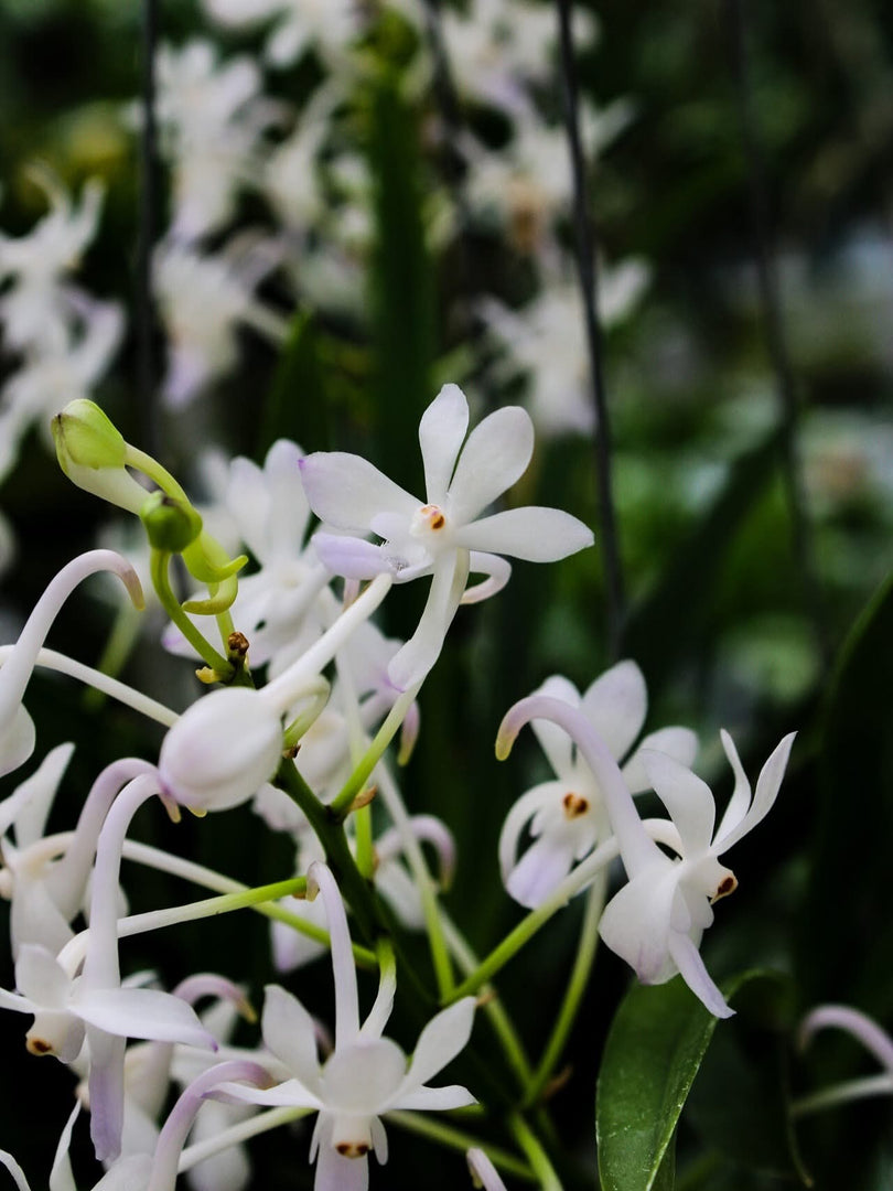 Neostylis Lou Sneary 'White' (Neofinetia falcata x Rhy. coelestis var alba)
