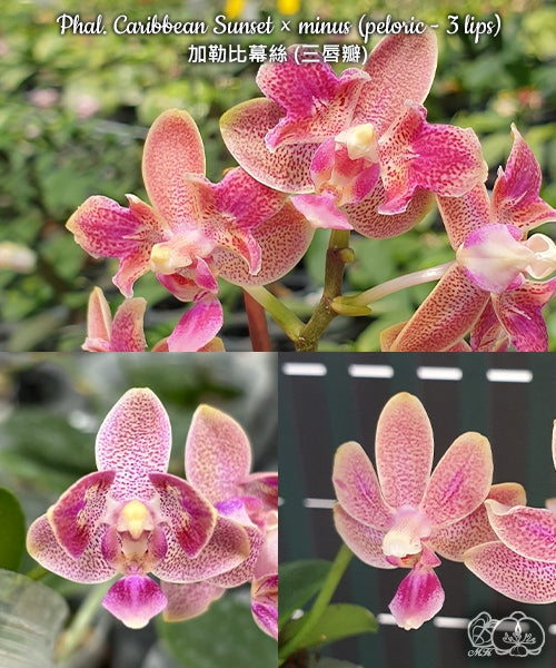 Phalaenopsis Liu's Yellow Star Dust (Caribbean Sunset × minus) (peloric - 3 lips )
