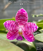 Load image into Gallery viewer, Phalaenopsis Lyndon Mix Zebra 'Treasure'
