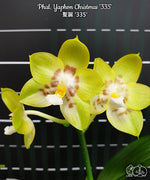 Carica l&#39;immagine nel visualizzatore Galleria, Phalaenopsis Yaphon Christmas &#39;335&#39;
