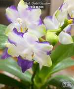 Carica l&#39;immagine nel visualizzatore Galleria, Phalaenopsis Violet Vacation
