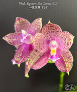 Load image into Gallery viewer, Phalaenopsis Lyndon Mix Zebra '828'
