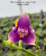 Load image into Gallery viewer, Phalaenopsis violacea var. indigo (3-lips)