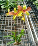 Load image into Gallery viewer, Dendrobium Alisun Summer