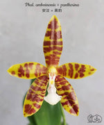 Load image into Gallery viewer, Phalaenopsis Doris Blomquist (amboinensis × pantherina)