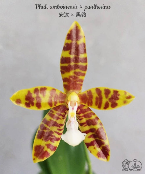 Phalaenopsis Doris Blomquist (amboinensis × pantherina)