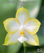 Load image into Gallery viewer, Phalaenopsis Yaphon Love Song 'Wind Chimes'