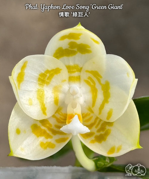 Phalaenopsis Yaphon Love Song 'Green Giant'