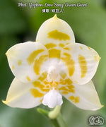 Load image into Gallery viewer, Phalaenopsis Yaphon Love Song 'Green Giant'
