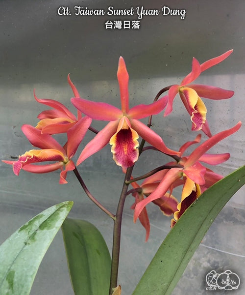 Cattlianthe Taiwan Sunset "Yuan Dung"